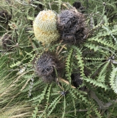 Banksia sp. at Ventnor, VIC - 15 Dec 2021 10:15 AM