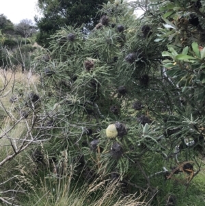 Banksia sp. at Ventnor, VIC - 15 Dec 2021 10:15 AM
