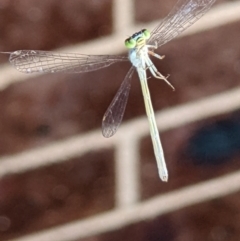 Coenagrionidae (family) (Unidentified damselfly) at Thurgoona, NSW - 15 Dec 2021 by ChrisAllen