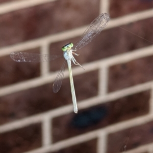 Coenagrionidae (family) at Thurgoona, NSW - 15 Dec 2021 07:52 PM