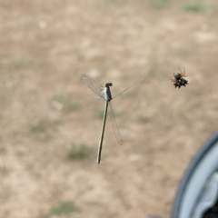 Coenagrionidae (family) at Thurgoona, NSW - 15 Dec 2021 07:52 PM