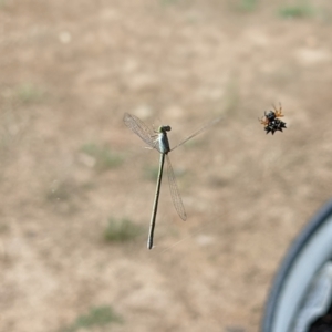 Coenagrionidae (family) at Thurgoona, NSW - 15 Dec 2021 07:52 PM