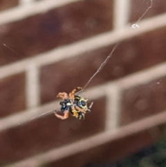 Austracantha minax (Christmas Spider, Jewel Spider) at Albury - 15 Dec 2021 by ChrisAllen