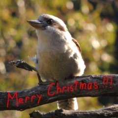 Dacelo novaeguineae (Laughing Kookaburra) at Banks, ACT - 23 Dec 2021 by michaelb