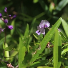 Glycine microphylla at Kiah, NSW - 21 Dec 2021 10:26 AM