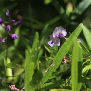 Glycine microphylla at Kiah, NSW - 21 Dec 2021