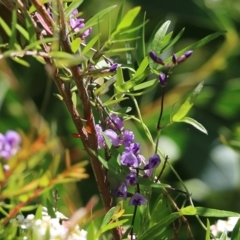 Glycine microphylla at Kiah, NSW - 21 Dec 2021