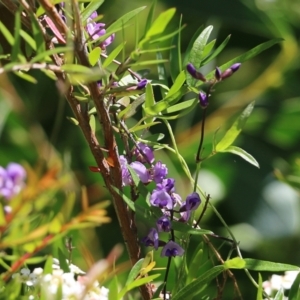 Glycine microphylla at Kiah, NSW - 21 Dec 2021