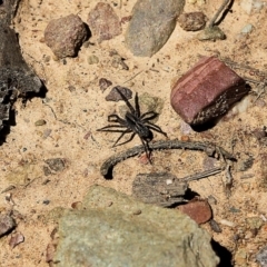 Lycosidae (family) (Wolf spider) at Kiah, NSW - 21 Dec 2021 by KylieWaldon