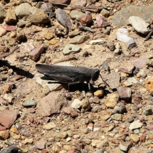 Acrididae sp. (family) at East Boyd State Forest - 21 Dec 2021 10:24 AM