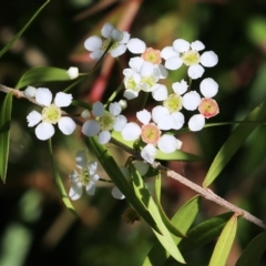 Sannantha pluriflora (Twiggy Heath Myrtle, Tall Baeckea) at Narrabarba, NSW - 20 Dec 2021 by KylieWaldon