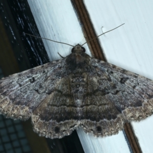 Diatenes aglossoides at Ainslie, ACT - 21 Dec 2021 09:33 PM