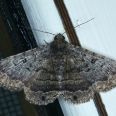 Diatenes aglossoides (An Erebid Moth) at Ainslie, ACT - 21 Dec 2021 by jbromilow50