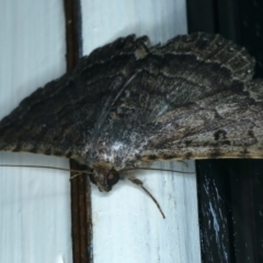 Diatenes aglossoides at Ainslie, ACT - 21 Dec 2021