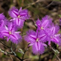 Thysanotus tuberosus subsp. tuberosus (Common Fringe-lily) at Mount Majura - 24 Dec 2021 by sbittinger