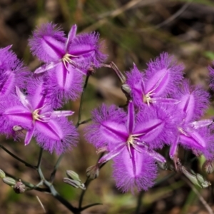 Thysanotus tuberosus subsp. tuberosus at Hackett, ACT - 24 Dec 2021