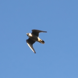 Falco peregrinus at Ainslie, ACT - 20 Dec 2021