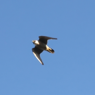 Falco peregrinus (Peregrine Falcon) at Mount Ainslie - 20 Dec 2021 by jb2602