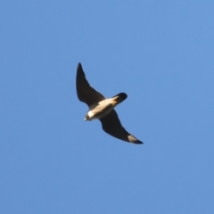 Falco peregrinus at Ainslie, ACT - 20 Dec 2021