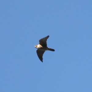 Falco peregrinus at Ainslie, ACT - 20 Dec 2021