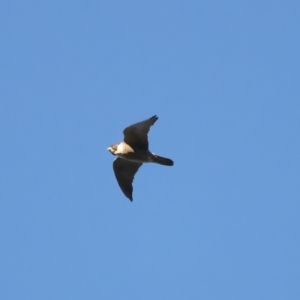 Falco peregrinus at Ainslie, ACT - 20 Dec 2021