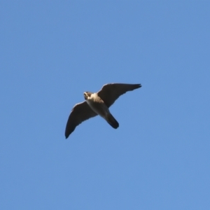 Falco peregrinus at Ainslie, ACT - 20 Dec 2021