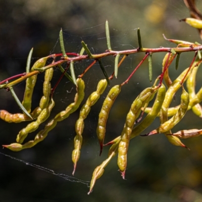 Acacia genistifolia (Early Wattle) at Hackett, ACT - 20 Dec 2021 by sbittinger