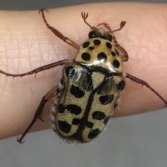 Neorrhina punctata at Kambah, ACT - 24 Dec 2021