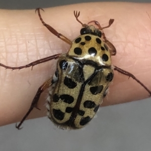 Neorrhina punctata at Kambah, ACT - 24 Dec 2021