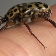 Neorrhina punctata at Kambah, ACT - 24 Dec 2021