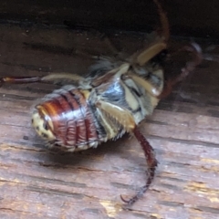 Neorrhina punctata at Kambah, ACT - 24 Dec 2021