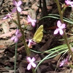 Eurema smilax (Small Grass-yellow) at Cotter River, ACT - 22 Dec 2021 by CathB