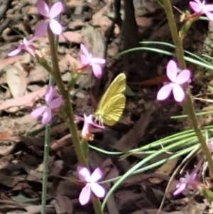 Eurema smilax at Cotter River, ACT - 22 Dec 2021