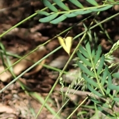 Eurema smilax at Cotter River, ACT - 22 Dec 2021