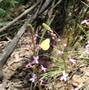 Eurema smilax at Cotter River, ACT - 22 Dec 2021 01:12 PM