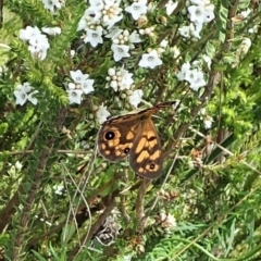 Heteronympha cordace (Bright-eyed Brown) at Paddys River, ACT - 22 Dec 2021 by CathB