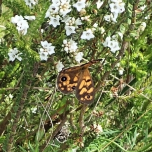 Heteronympha cordace at Paddys River, ACT - 22 Dec 2021 02:01 PM