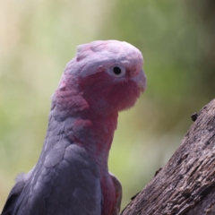 Eolophus roseicapilla (Galah) at Uriarra Recreation Reserve - 21 Dec 2021 by jbromilow50