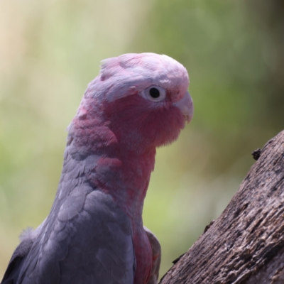 Eolophus roseicapilla (Galah) at Stromlo, ACT - 21 Dec 2021 by jbromilow50