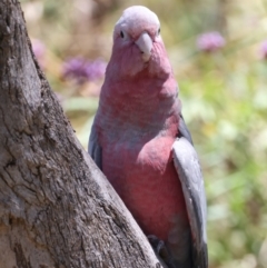 Eolophus roseicapilla at Stromlo, ACT - 21 Dec 2021