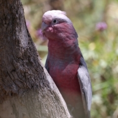 Eolophus roseicapilla at Stromlo, ACT - 21 Dec 2021