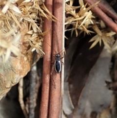 Trigonidium (Balamara) albovittatum (Handsome trig) at Cotter River, ACT - 22 Dec 2021 by CathB