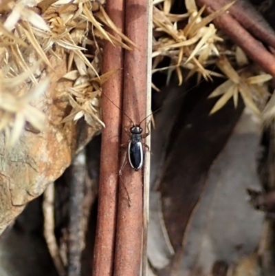 Trigonidium (Balamara) albovittatum (Handsome trig) at Cotter River, ACT - 22 Dec 2021 by CathB