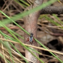 Trigonidium (Balamara) albovittatum at Cotter River, ACT - 22 Dec 2021 12:58 PM