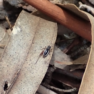 Trigonidium (Balamara) albovittatum at Cotter River, ACT - 22 Dec 2021 12:58 PM