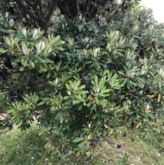 Banksia integrifolia subsp. integrifolia (Coast Banksia) at Ventnor, VIC - 15 Dec 2021 by Tapirlord