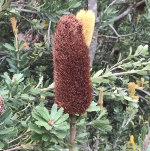 Banksia integrifolia subsp. integrifolia at Ventnor, VIC - 15 Dec 2021 10:16 AM