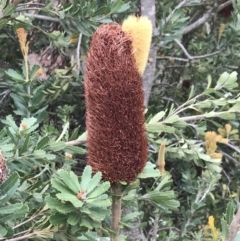 Banksia integrifolia subsp. integrifolia at Ventnor, VIC - 15 Dec 2021