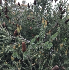 Banksia integrifolia subsp. integrifolia at Ventnor, VIC - 15 Dec 2021