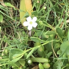 Myoporum parvifolium (Creeping Myoporum) at Ventnor, VIC - 15 Dec 2021 by Tapirlord